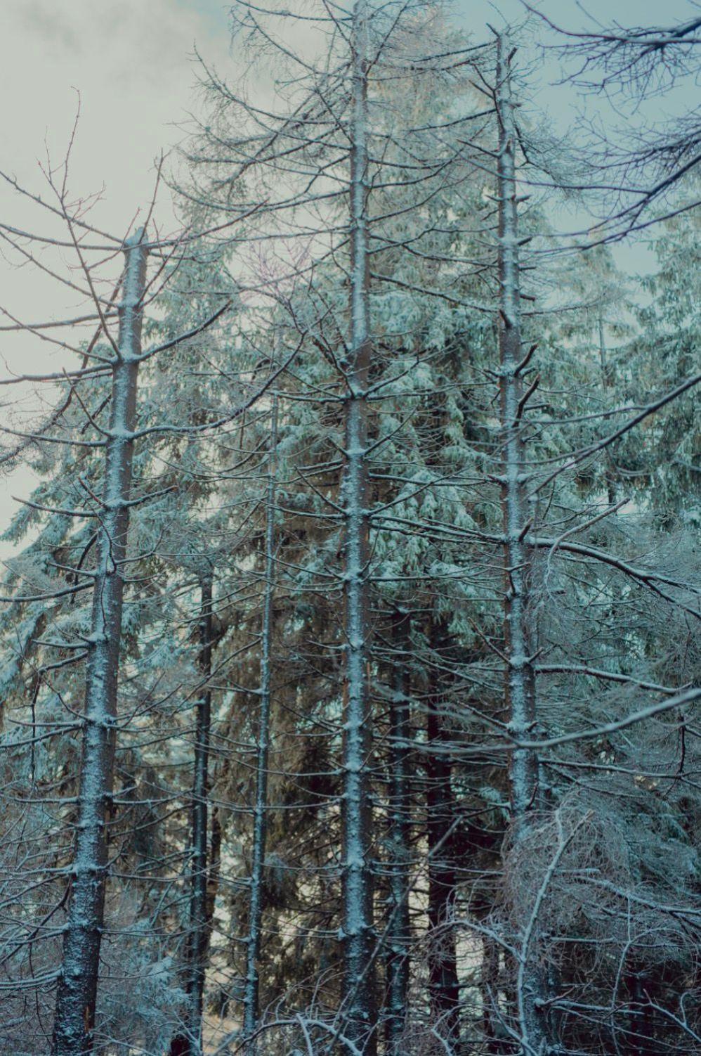 Wataha Pod Basztami - Wadera - Domki Caloroczne Radkow Exterior photo